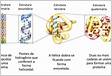 Estrutura das proteínas resumo, tipos e desnaturaçã
